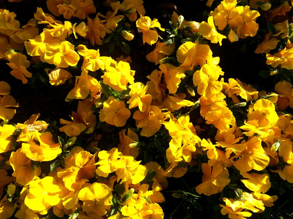 Flower flora close up