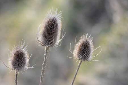 Spring france nature