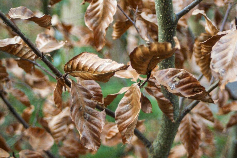 Tree nature plant