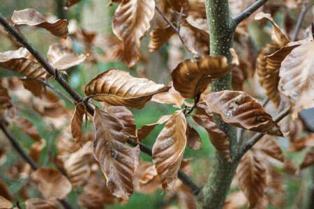 Tree nature plant