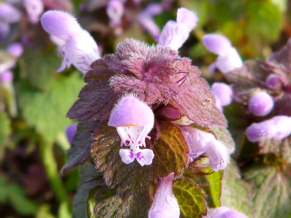 Blossom bloom purple