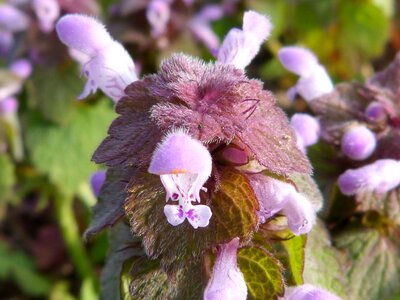 Blossom bloom purple