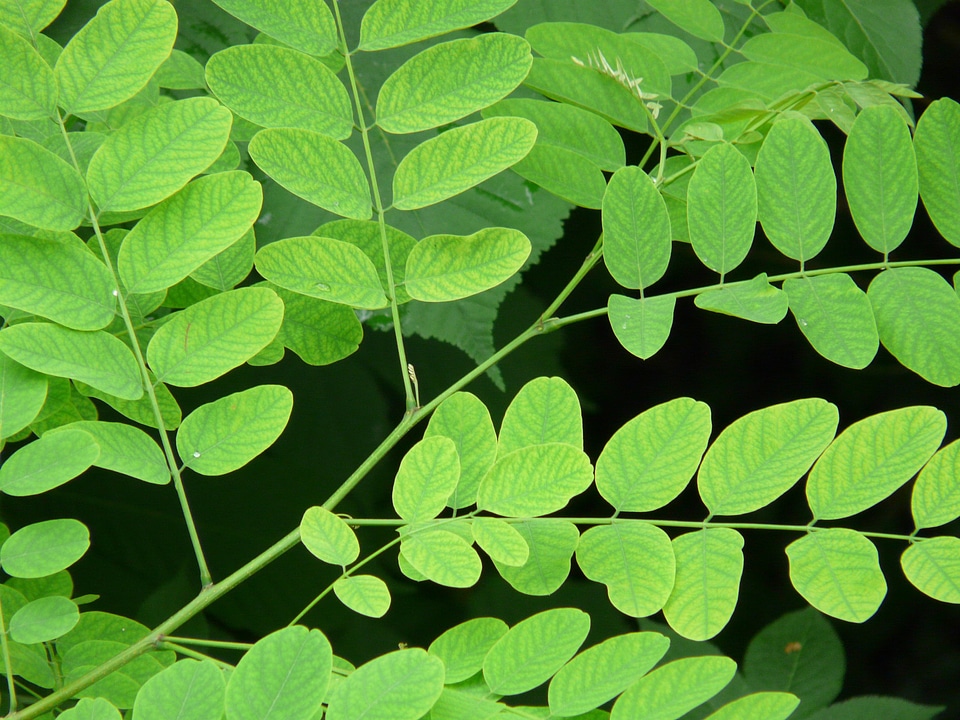 False acacia silver rain leaves