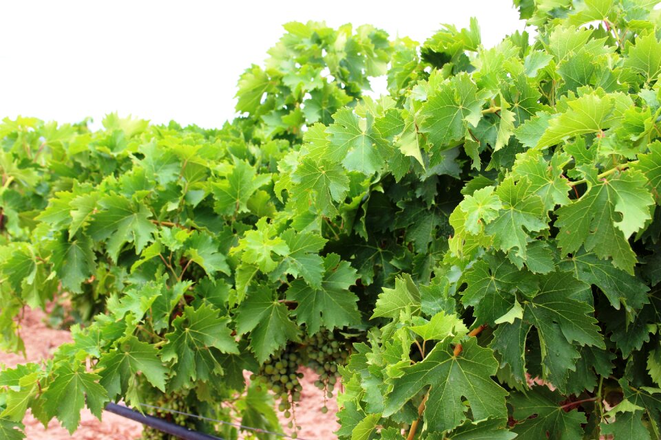 Vineyard winery white