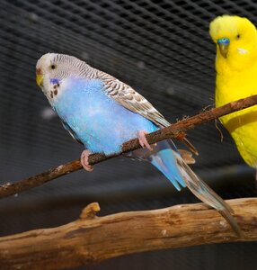 Parakeets animal world pets photo