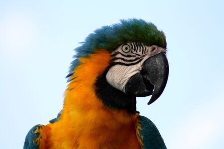 Parrot head exotic bird