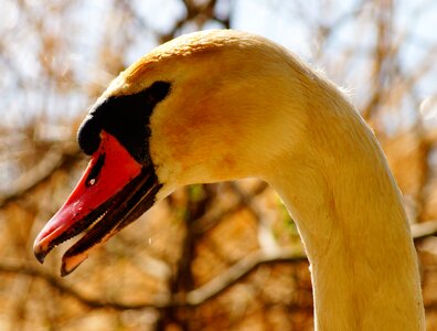 Water bird swan bird