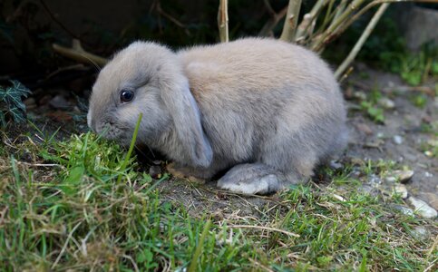 Schlappohr rabbit animal pet