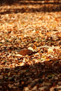 Fallen leaves mount shinobu autumn