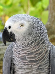 Grey head feather