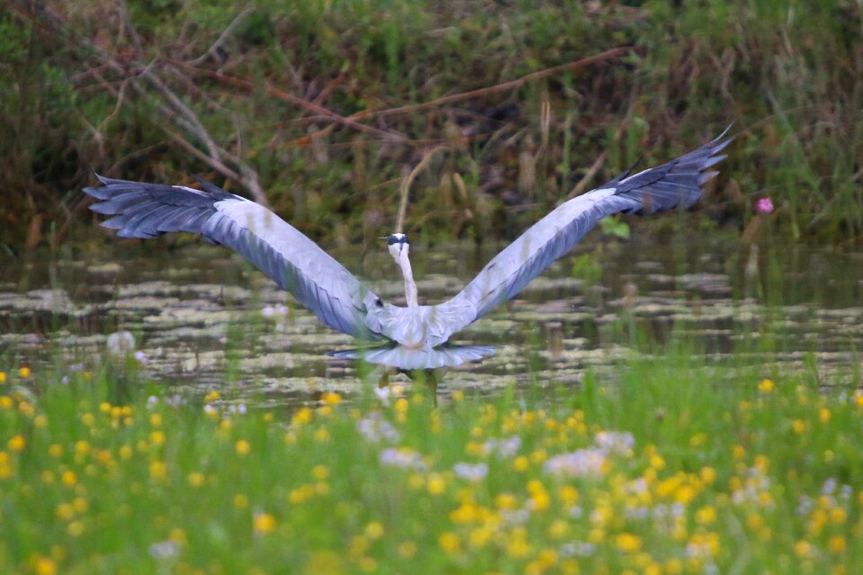 Grey heron wing start