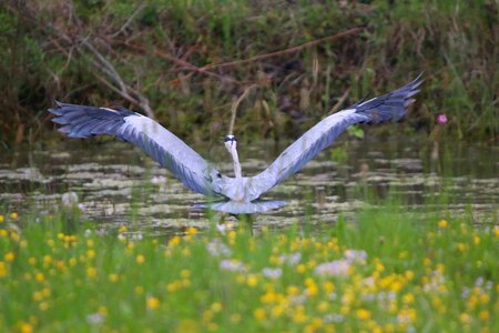 Grey heron wing start