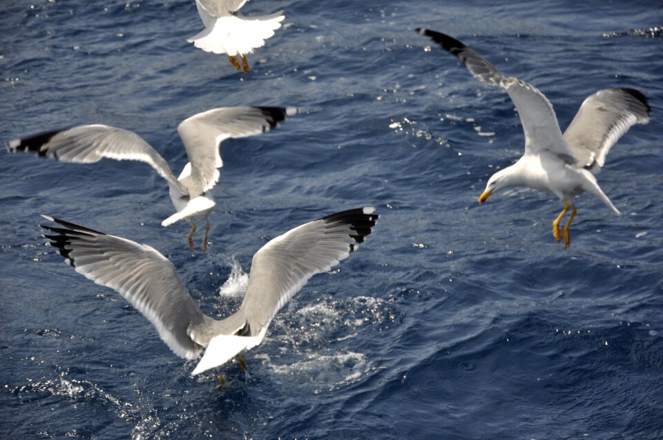 Sea animal freedom