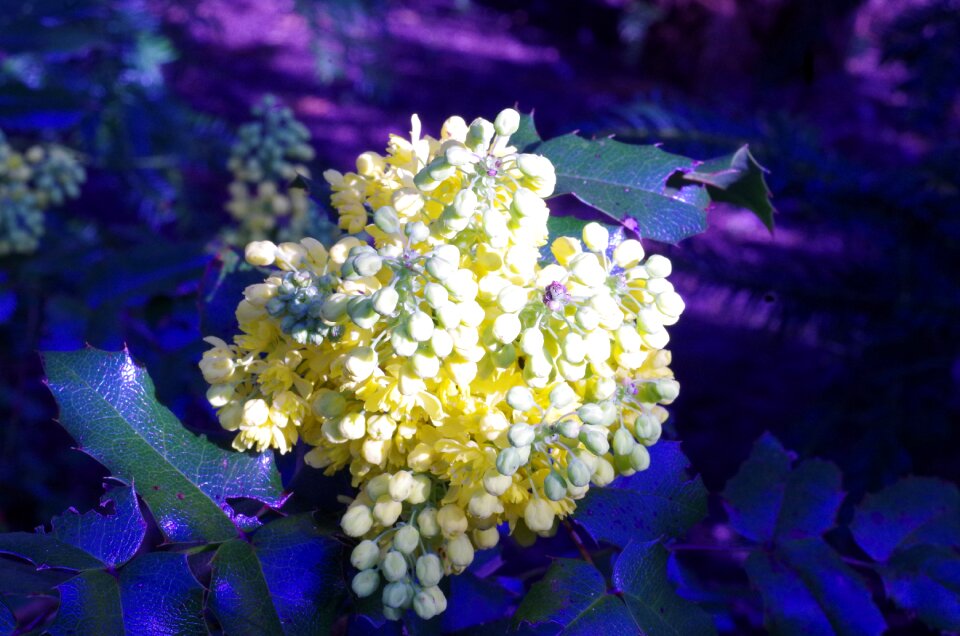 Blue prickly flower grape