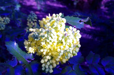 Blue prickly flower grape
