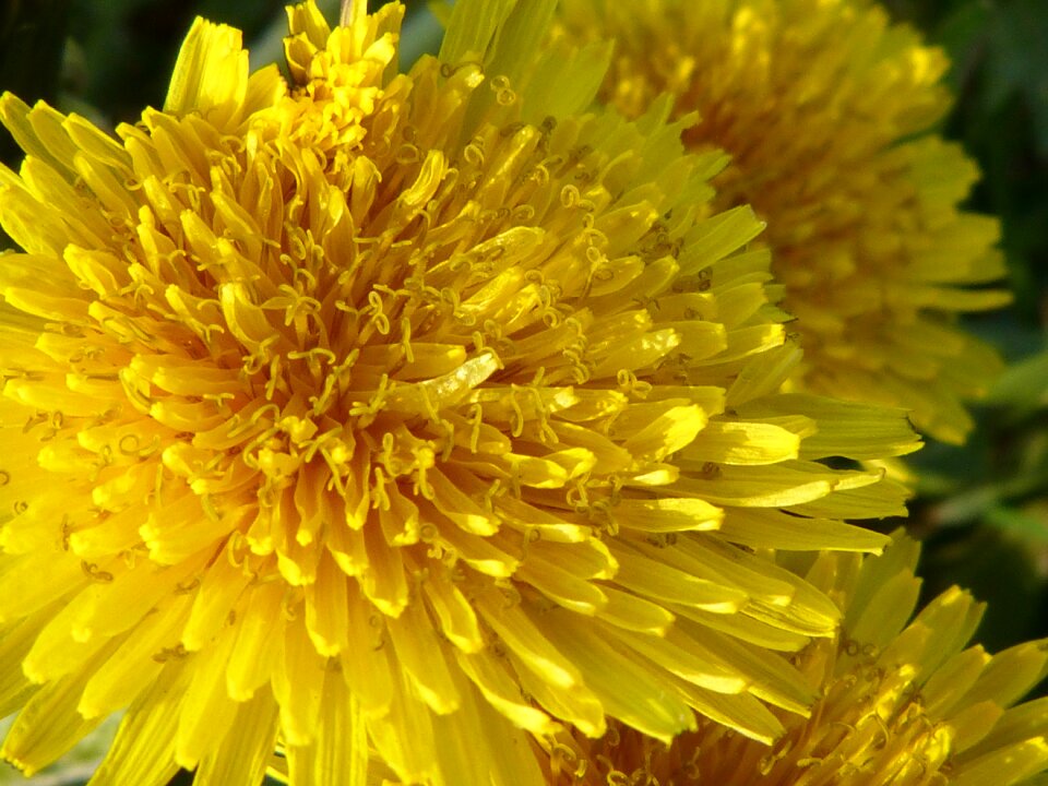 Nature yellow yellow flower