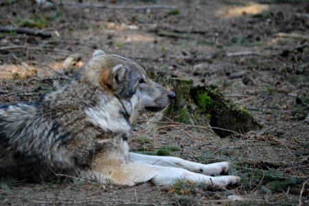 Predator nature wildpark poing