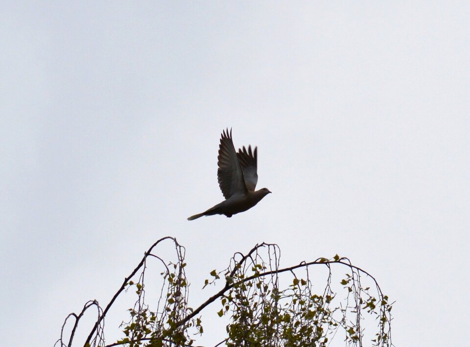Nature plumage bird