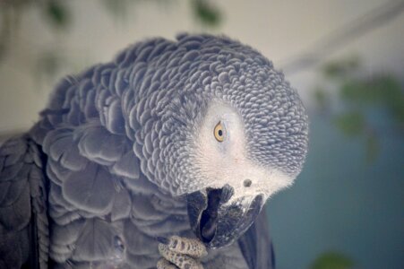 Bird african grey parrot plumage