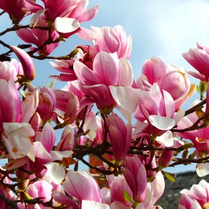 Magnolia flower spring photo