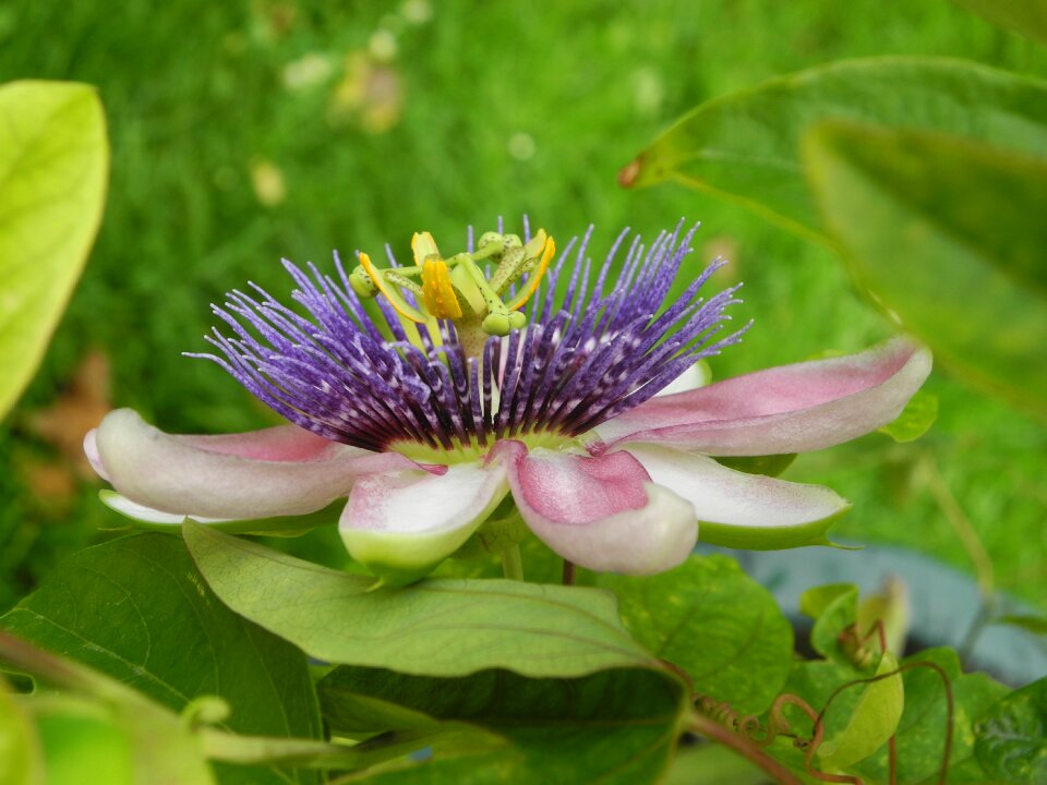 Bloom close up exotic photo