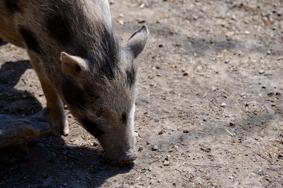 Mammal piglet wildpark poing