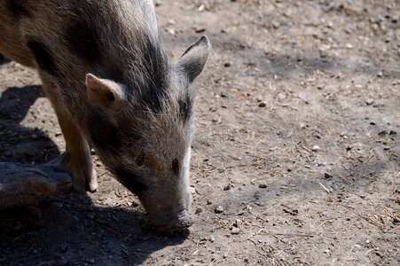 Mammal piglet wildpark poing