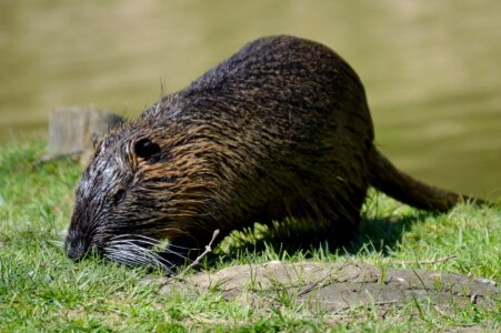 Water animals nature