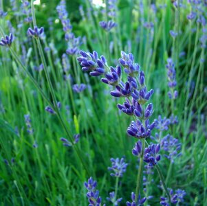 Blue fragrance garden photo