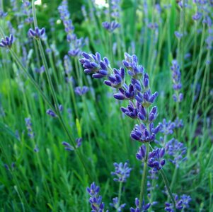 Blue fragrance garden