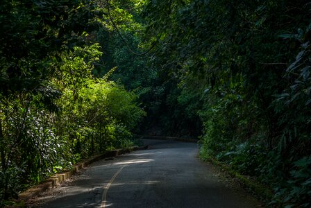 Forest tijuca rio de janeiro