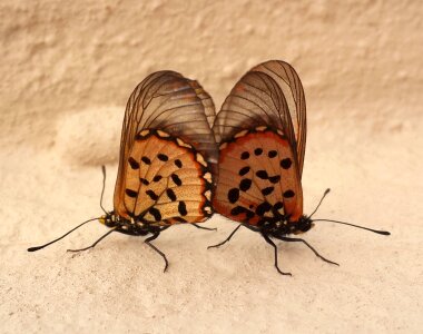 Butterfies mating photo