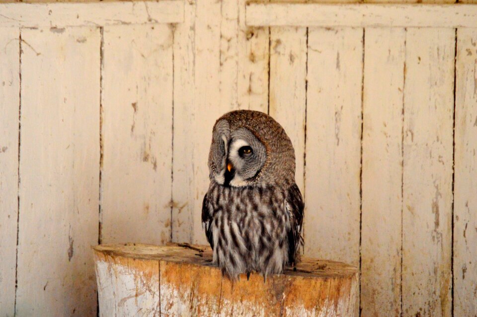 Plumage animal nature