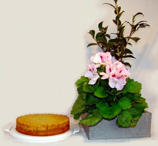 Cake good english pelagon