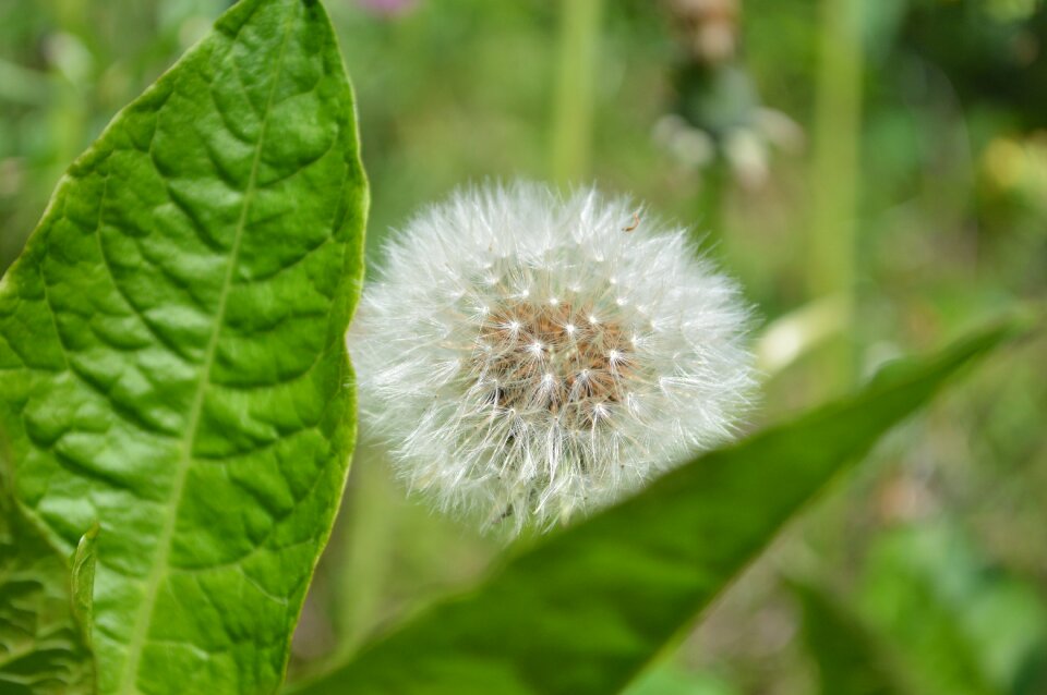 Fluff plant flowers
