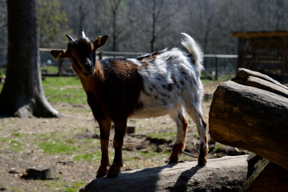 Nature cute wildpark poing