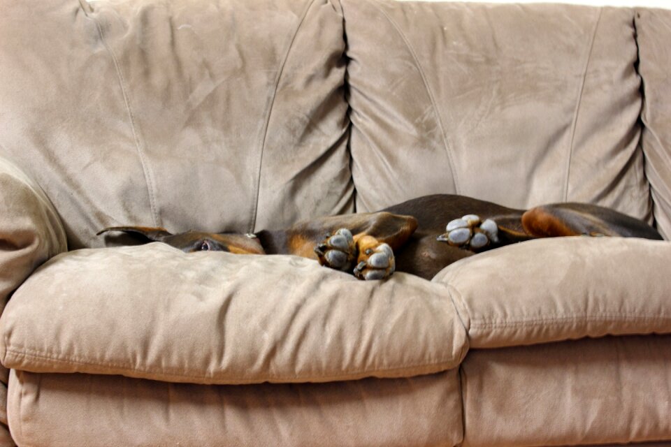 Couch funny brown