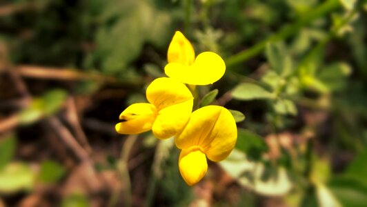 Nature green plant photo