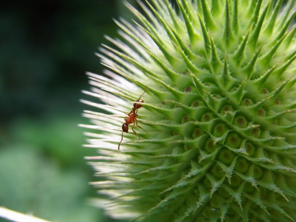 Insect animal nature