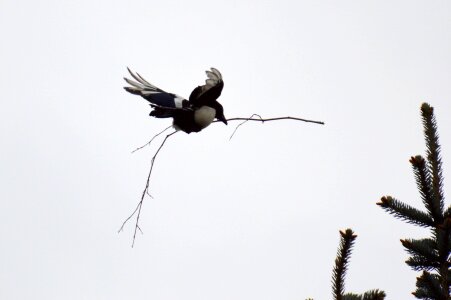 Feather bird raven bird