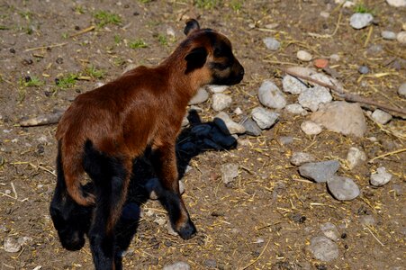 Nature cute young animal