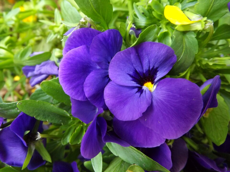 Debrecen hungary macro violet