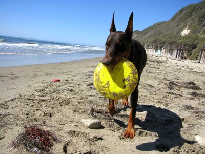 Animal purebred frisbee photo