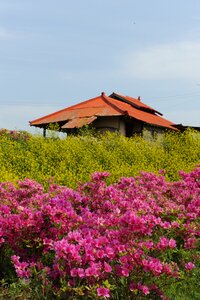 Spring hwasaham pink flower