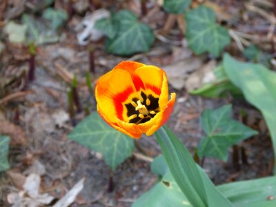 Individually plant flora photo