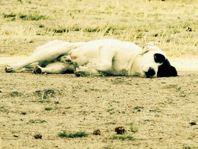 Sleeping animal