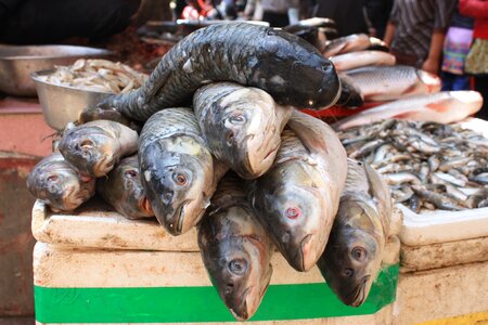 Fish stand nepal kathmandu photo