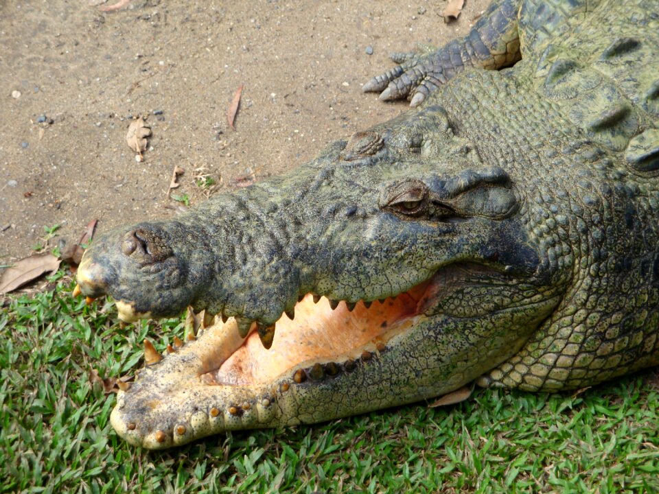 Tooth maw dangerous