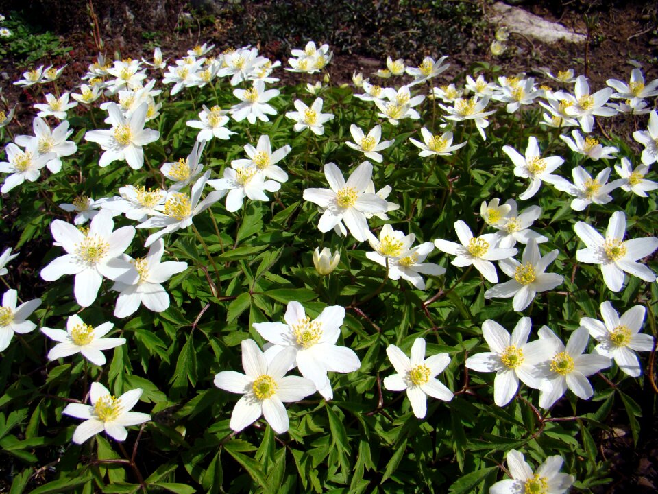 Anemones flower white