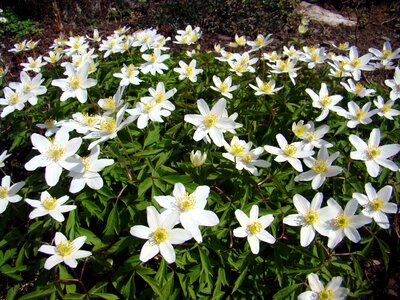 Anemones flower white